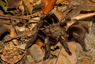 Skeleton Tarantula / Ephebopus murinus