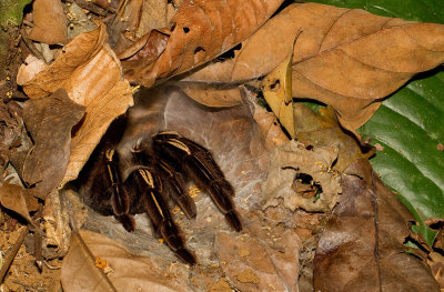 Skeleton Tarantula / Ephebopus murinus