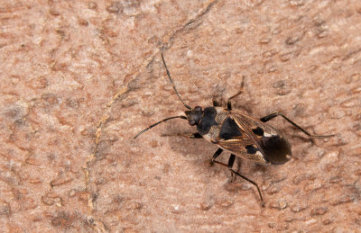 Rhyparochromus vulgaris / Gewone rookwants