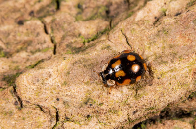 Adalia decempunctata / Tienstippelig lieveheersbeestje