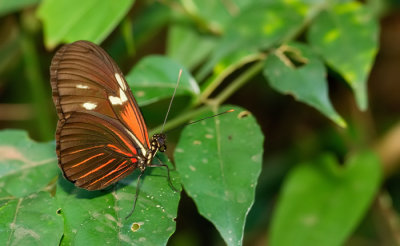Heliconius erato erato