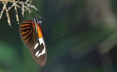 Heliconius erato erato