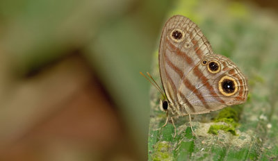 Euptychia rufocincta