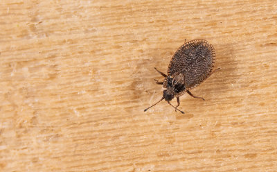Acalypta parvula / kleine mosnetwants