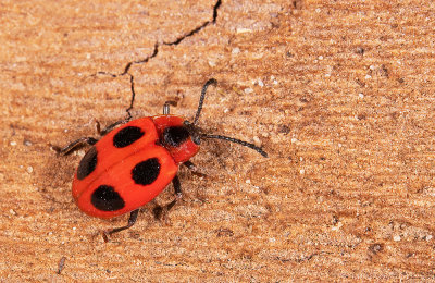 Endomychus coccineus / Viervlekschimmelvreter