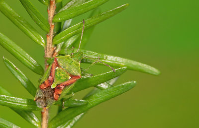 Cyphostethus tristriatus - Jeneverbeskielwants 