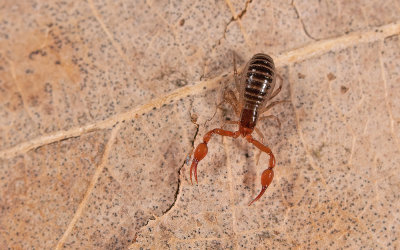 Neobisium carcinoides / Mosschorpioentje 