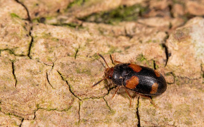 Mycetophagus quadripustulatus / Viervlekzwamkever