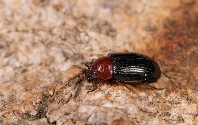 Neomida haemorrhoidalis