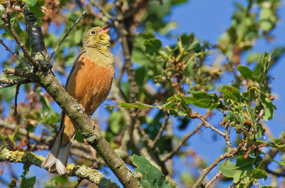 Ortolan bunting / Ortolaan