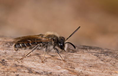 Andrena ventralis / Roodbuikje