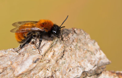 Tawny Mining Bee / Vosje