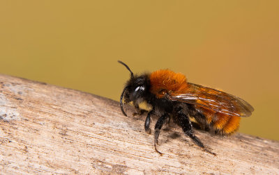 Tawny Mining Bee / Vosje