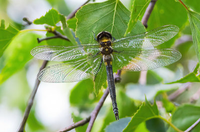 Northern emerald / Hoogveenglanslibel