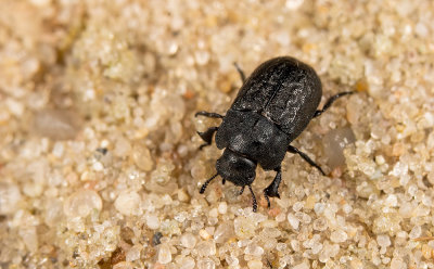 Melanimon tibialis