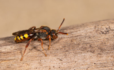 Nomada zonata / Variabele wespbij 