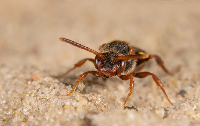 Nomada zonata / Variabele wespbij 