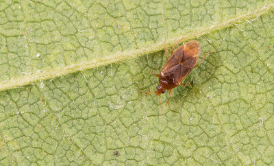Cardiastethus fasciiventris