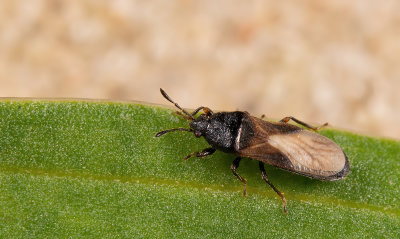 Dimorphopterus spinolae / Duinrietsapwants 