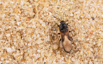 Dimorphopterus spinolae / Duinrietsapwants 