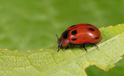 Gonioctena viminalis / Rood struikhaantje
