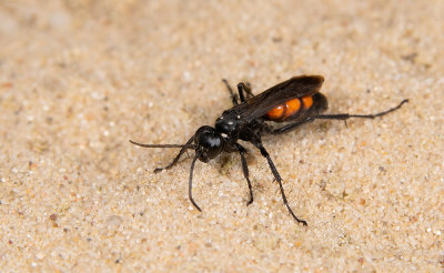 Anoplius viaticus / Roodzwarte borstelspinnendoder 