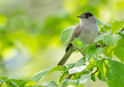 Blackcap / Zwartkop 