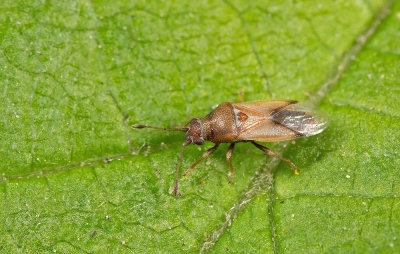 Cymus melanocephalus / Zwartkopcymus 