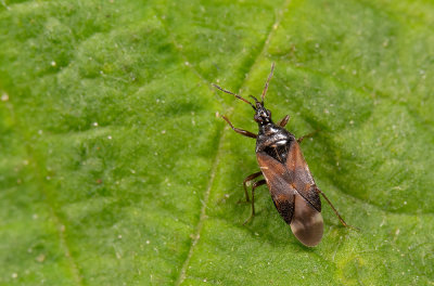 Anthocoris confusus
