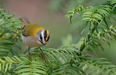 Firecrest / Vuurgoudhaan
