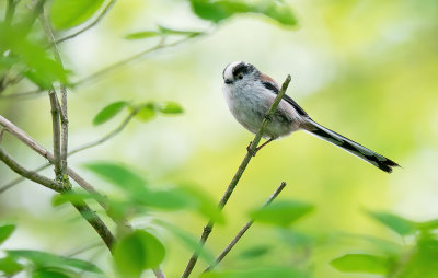 Long-tailed tit / Staartmees