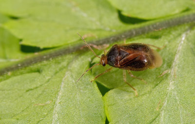Monalocoris filicis / Lichtkoppige varenblindwants