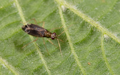 Dicyphus pallicornis / Vingerhoedskruidbochelwants