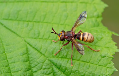 Conops vesicularis / Hoornaarblaaskop