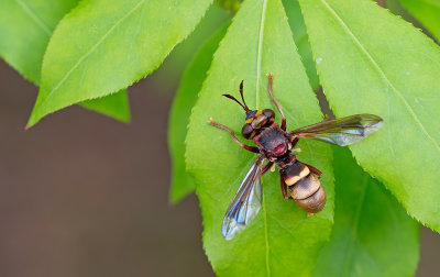 Conops vesicularis / Hoornaarblaaskop