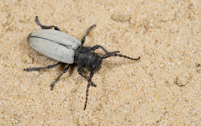 Iberodorcadion fuliginator / Grasboktor