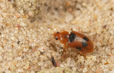 Coccidula scutellata / Gevlekt rietkapoentje