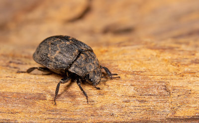 Byrrhus fasciatus / Gegordelde pillenkever