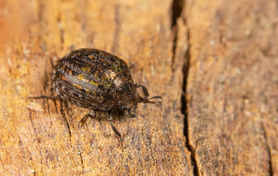 Cytilus sericeus