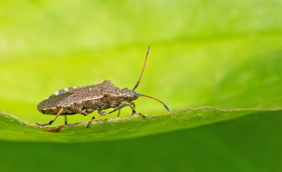 Ceraleptus gracilicornis / Slanksprietrandwants