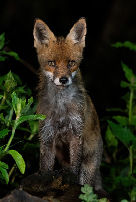 Red fox / Vos