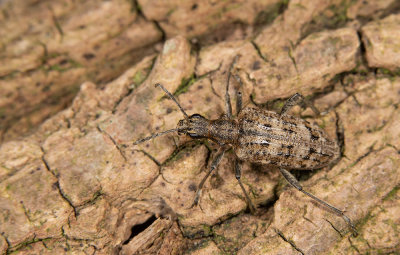 Rhagium inquisitor / Grijze ribbelboktor