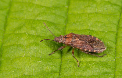 Orsillus depressus - Cypresbodemwants