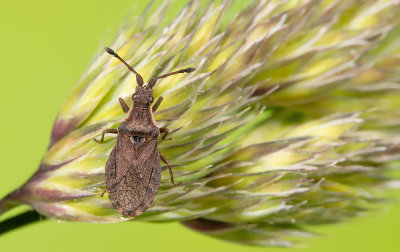 Spathocera dalmanii / Schapenzuringrandwants