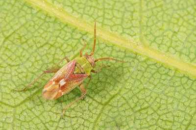 Conostethus venustus / Sierlijke kegelblindwants
