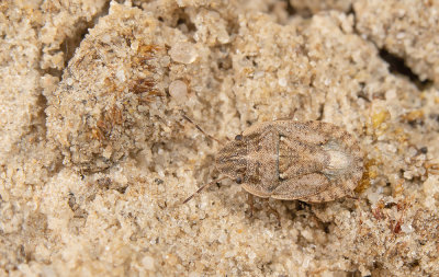 Sciocoris cursitans / Zandschildwants