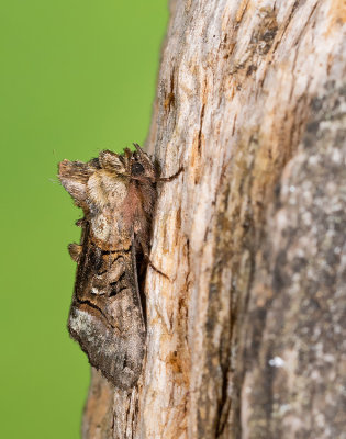 Abrostola tripartita / Brandnetelkapje