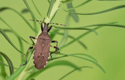 Dicranocephalus medius / Kleine wolfsmelkwants 