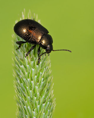Chrysolina oricalcia / Voorjaarsgoudhaan