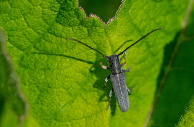 Phytoecia cylindrica / Groene kruidenboktor